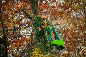 Potatura alberi a Parma e provincia